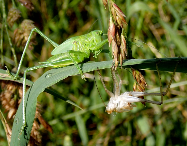 Tettigonidiidae